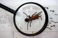 Magnifying Lens Ant