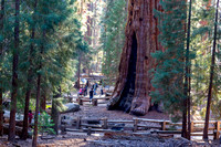 Sequoia - Kings Canyon