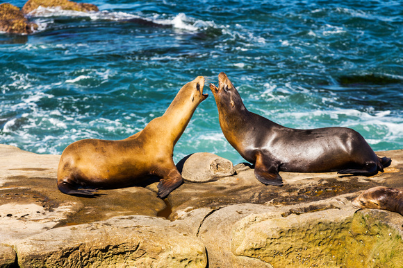 Seals Mating Ritual