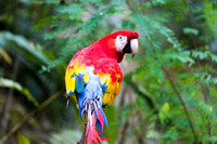 Yellow Scarlet Parrot