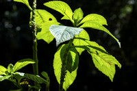 Green Leaf Epidermis