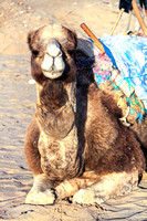 Sitting Camel