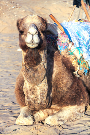 Sitting Camel