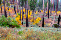 Kings Canyon Autumn Colours