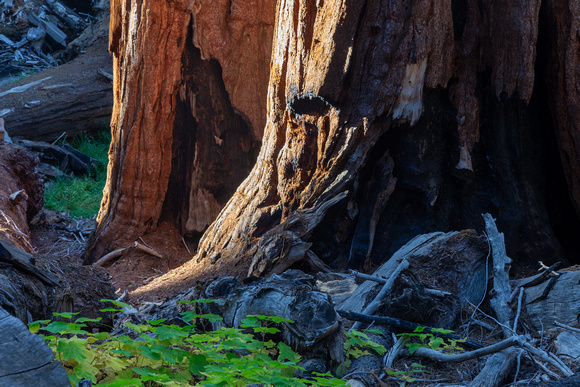 Giant Forest Grove