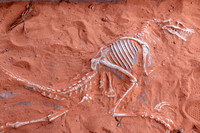 Dino Skeleton
