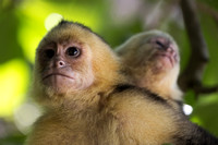 White Headed Capuchin Monkey