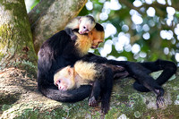 Capuchin Monkey Family