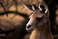 Portrait of Pensive Kangaroo
