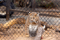 Captive Lynx