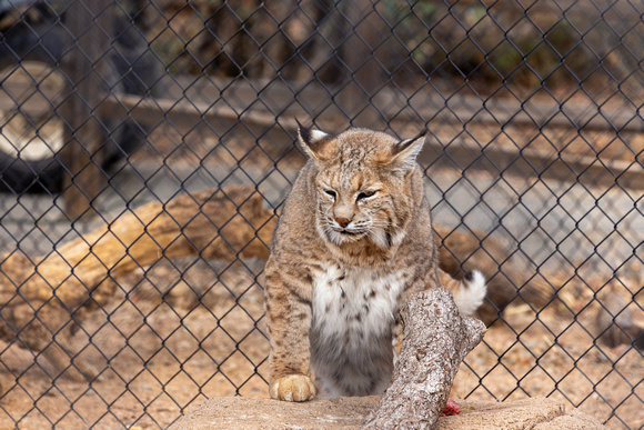 Captive Lynx