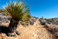 Yucca Cactus