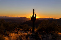 Saguaro Sunset