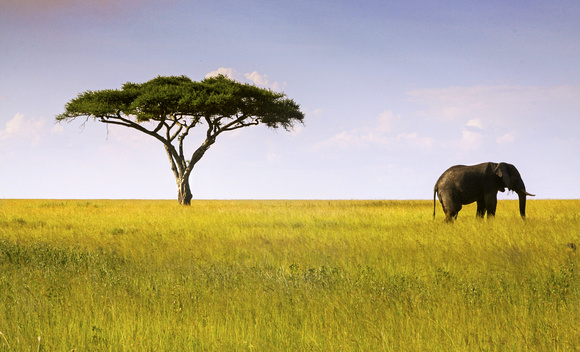An Elephant and Acacia Tree