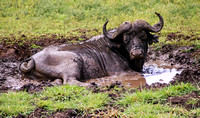 Serengeti Buffalo