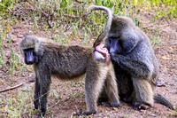 Baboon Mating Ritual