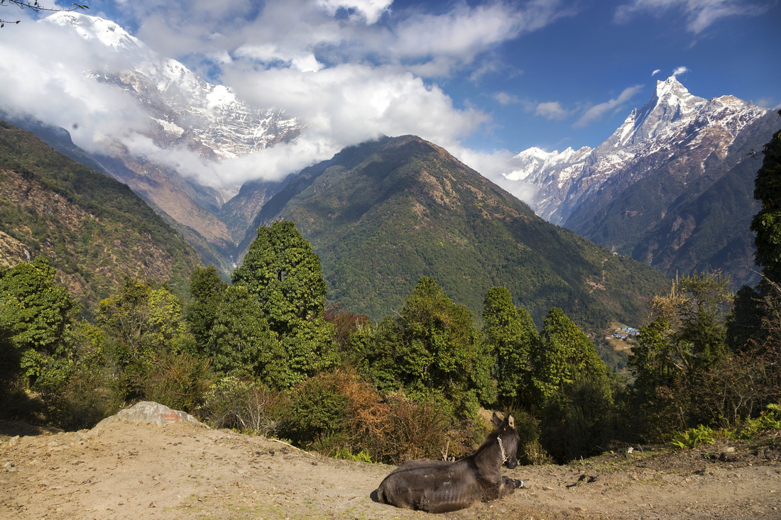 Annapurna South and Fish Tail