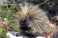 Canadian Porcupine